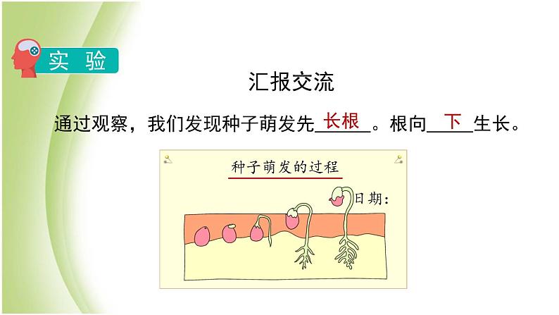 1.3《种子长出了根》教学课件 教科版小学科学四下05