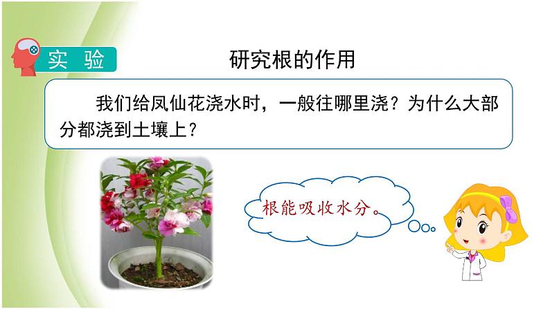 1.3《种子长出了根》教学课件 教科版小学科学四下06