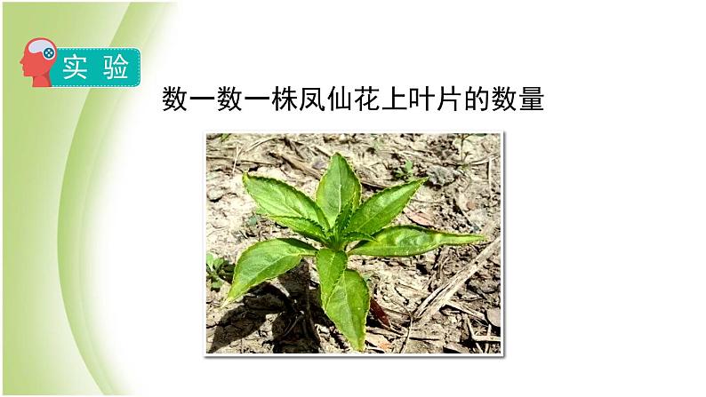 1.4《茎和叶》教学课件 教科版小学科学四下05