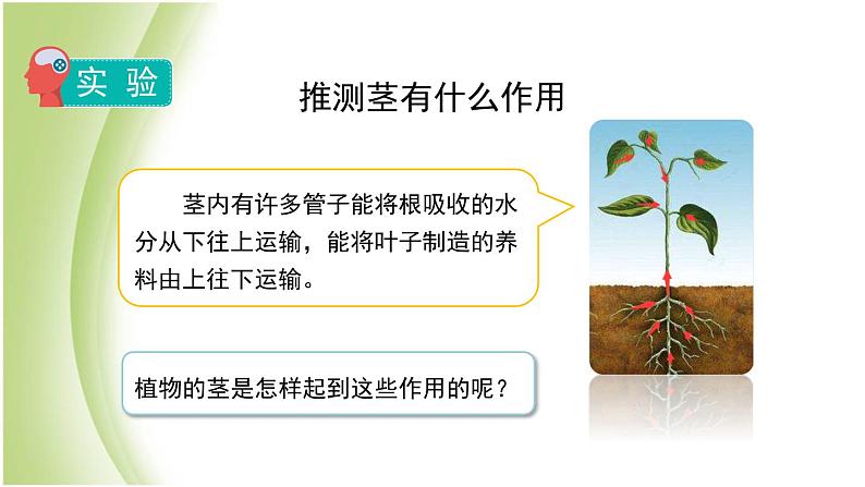 1.4《茎和叶》教学课件 教科版小学科学四下08