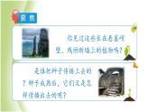 1.7《种子的传播》教学课件 教科版小学科学四下