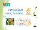 1.7《种子的传播》教学课件 教科版小学科学四下