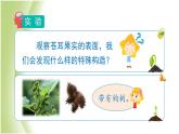 1.7《种子的传播》教学课件 教科版小学科学四下