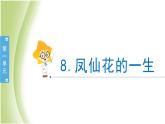 1.8《凤仙花的一生》教学课件 教科版小学科学四下