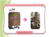 1.8《凤仙花的一生》教学课件 教科版小学科学四下