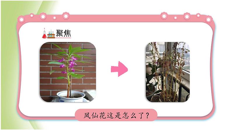 1.8《凤仙花的一生》教学课件 教科版小学科学四下03