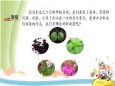 1.8《凤仙花的一生》教学课件 教科版小学科学四下