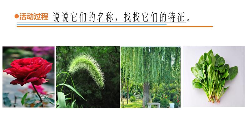 8.《我们周围的植物》课件 青岛版(六三制)小学科学一下第4页