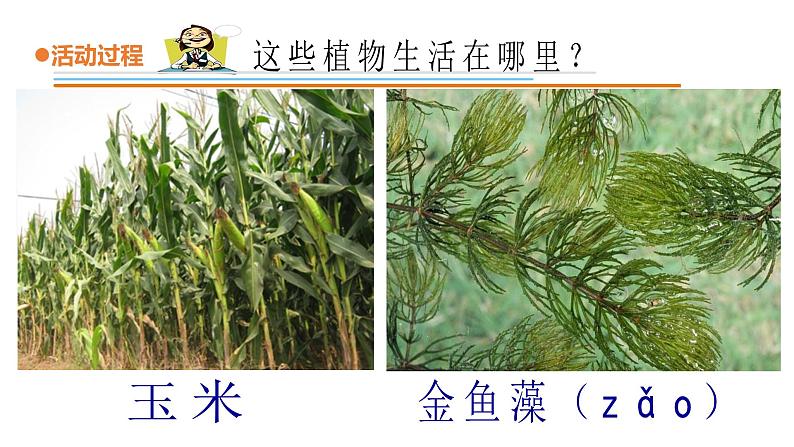 8.《我们周围的植物》课件 青岛版(六三制)小学科学一下第6页