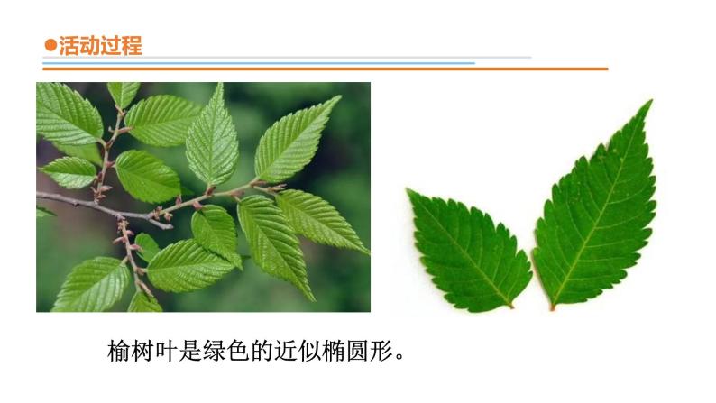 10.《看叶认植物》 课件 青岛版(六三制)小学科学一下05