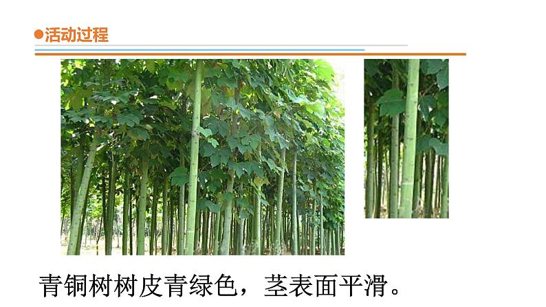 11.《看茎认植物》课件 青岛版(六三制)小学科学一下第5页