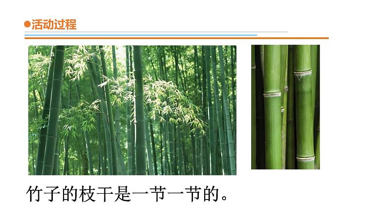 11.《看茎认植物》课件 青岛版(六三制)小学科学一下第7页