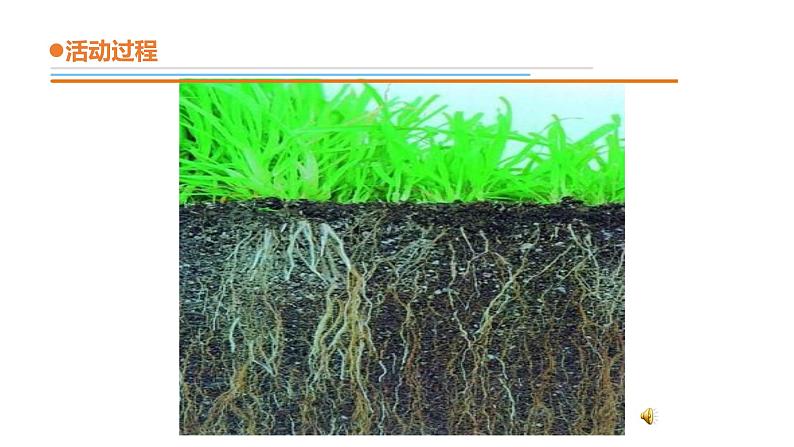12.《土壤与植物》课件 青岛版(六三制)小学科学一下04