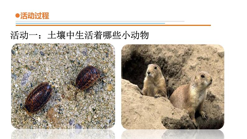14.《土壤中的小动物》课件 青岛版(六三制)小学科学一下第5页