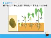 小学科学教科版五年级下册种子发芽实验PPT课件