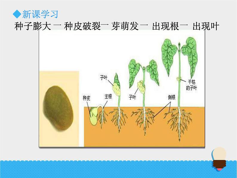 小学科学教科版五年级下册种子发芽实验PPT课件02