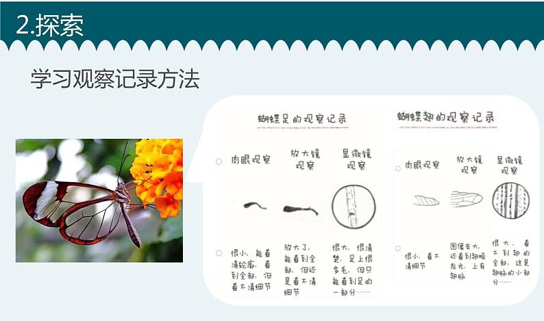 新教科版6年级上册教学资料3观察身边微小的物体课件PPT06