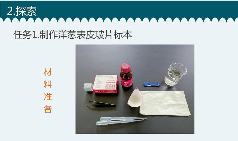 新教科版6年级上册教学资料4观察洋葱表皮细胞课件PPT03