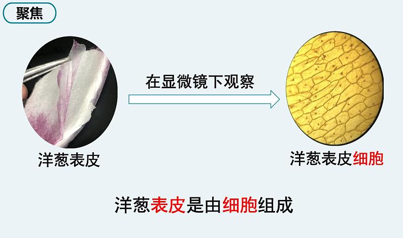 5 《观察更多的生物细胞》第2页