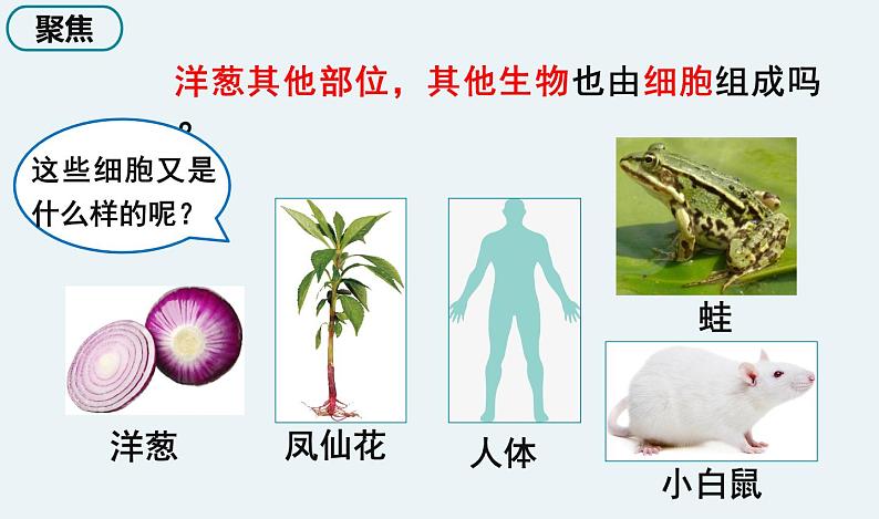 5 《观察更多的生物细胞》第3页