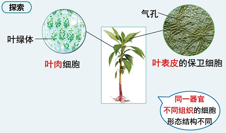 5 《观察更多的生物细胞》第5页