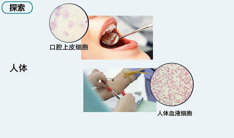 5 《观察更多的生物细胞》第6页
