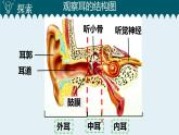新教科版4年级上册课件+教案1.4 我们是怎样听到声音的