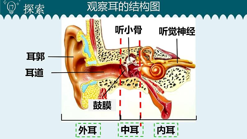 新教科版4年级上册课件+教案1.4 我们是怎样听到声音的03