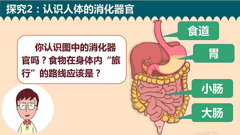 1、食物在身体里的旅行第4页