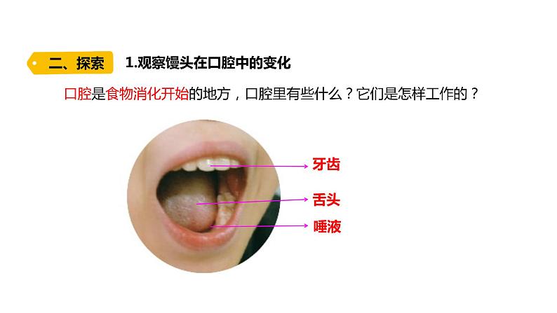 四上第二单元呼吸与消化7.《食物在口腔里的变化》课件PPT03