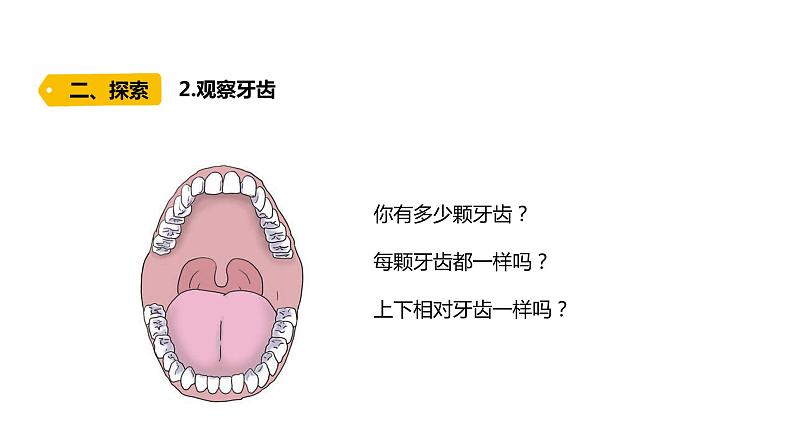 四上第二单元呼吸与消化7.《食物在口腔里的变化》课件PPT06