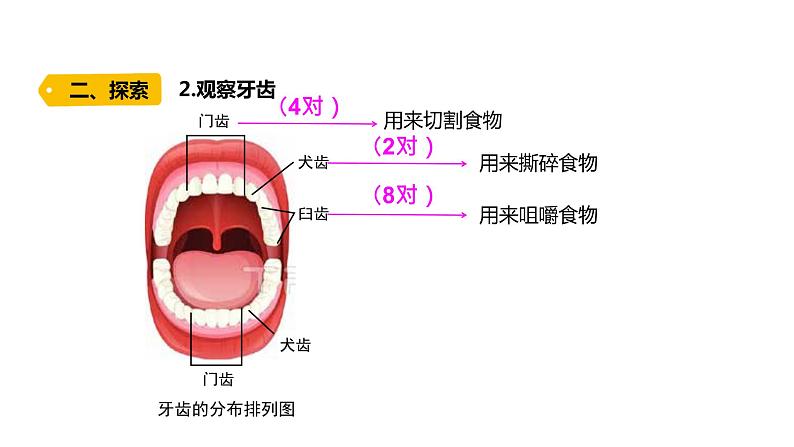 四上第二单元呼吸与消化7.《食物在口腔里的变化》课件PPT07