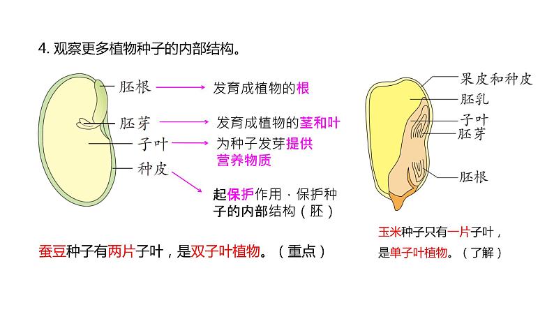 四下1-1《种子里孕育着新生命》课件PPT06