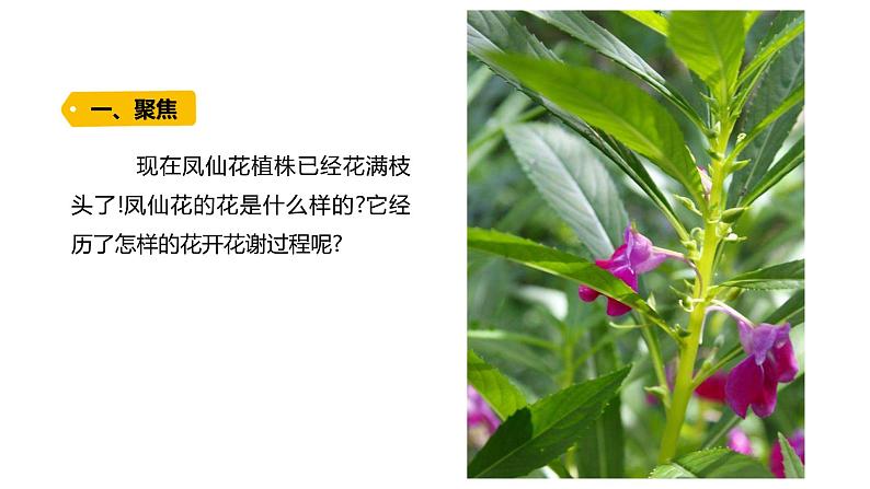 四下1-5《凤仙花开花了》课件PPT第2页