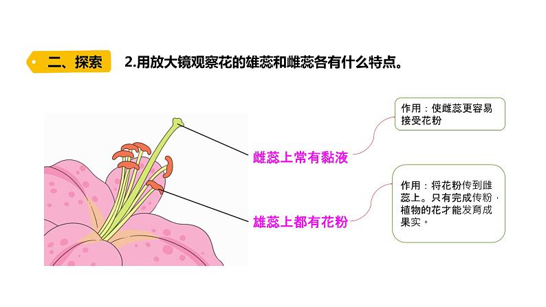 四下1-5《凤仙花开花了》课件PPT第4页