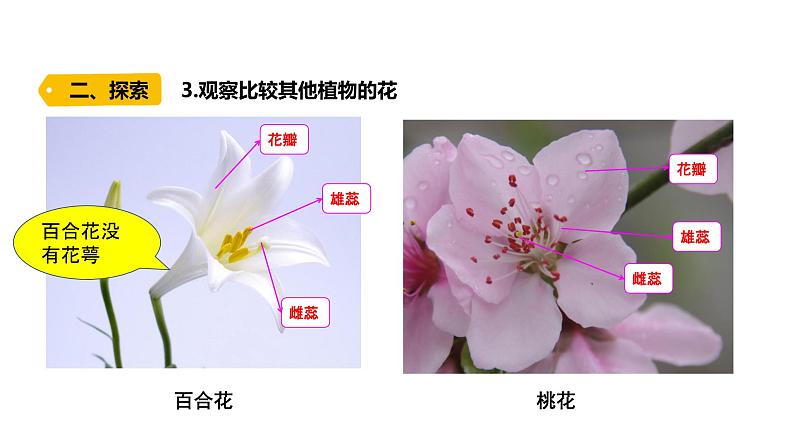 四下1-5《凤仙花开花了》课件PPT第5页