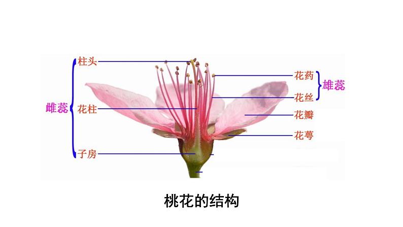 四下1-5《凤仙花开花了》课件PPT第6页