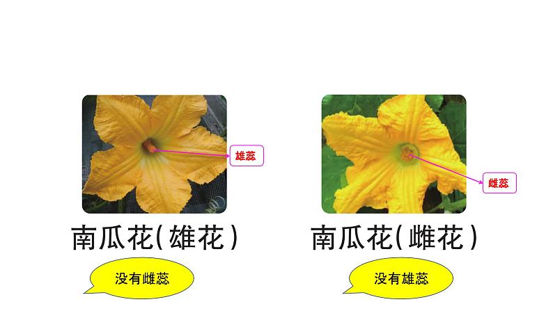 四下1-5《凤仙花开花了》课件PPT第7页