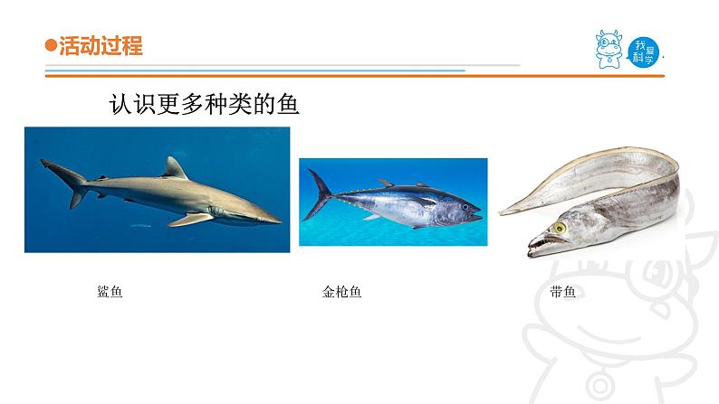 青岛版《科学》六制四年级上册2.鱼课件PPT05