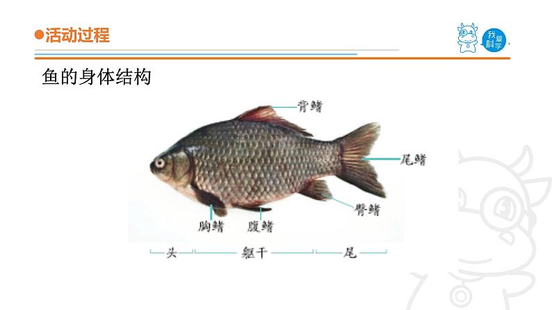 青岛版《科学》六制四年级上册2.鱼课件PPT07