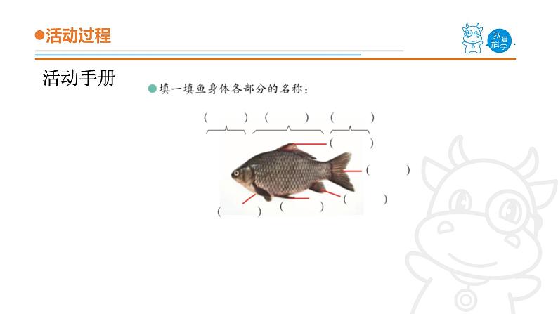 青岛版《科学》六制四年级上册2.鱼课件PPT08