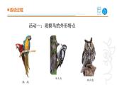 青島版《科學(xué)》六制四年級上冊3.鳥課件PPT