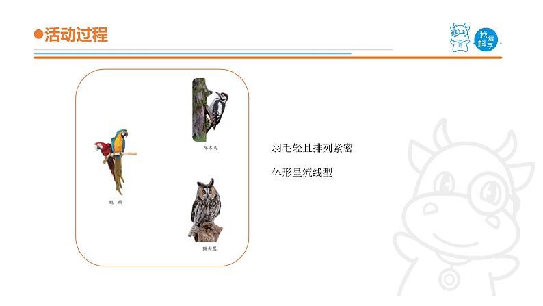 青岛版《科学》六制四年级上册3.鸟课件PPT05