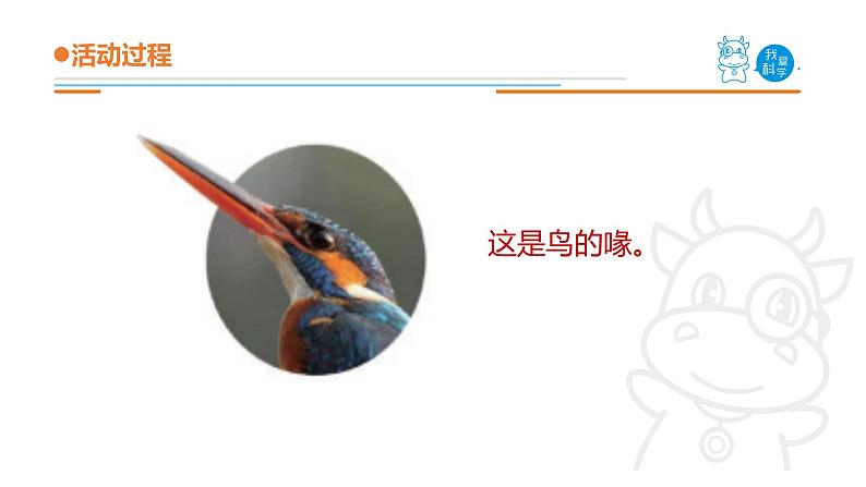 青岛版《科学》六制四年级上册3.鸟课件PPT06