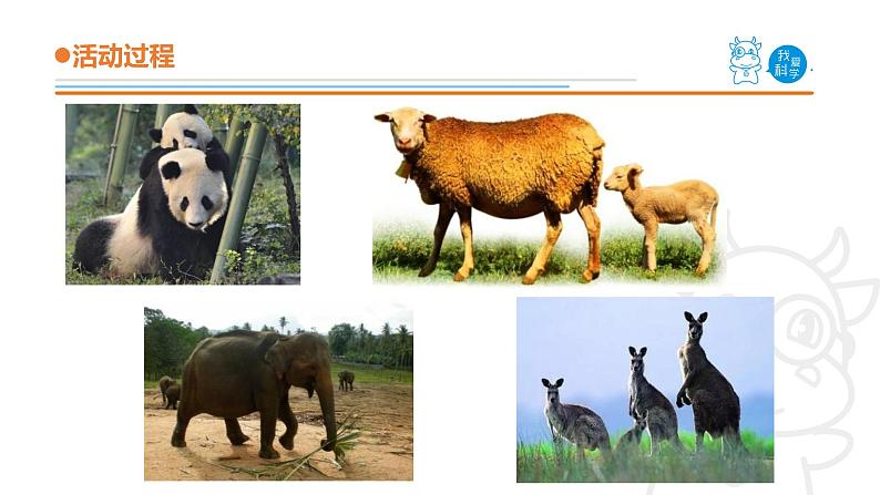 青岛版《科学》六制四年级上册4.哺乳动物课件PPT07