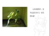 青岛版《科学》六制二年级上册10《植物和阳光》课件PPT