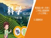青岛版《科学》六制二年级上册11《植物和水》课件PPT
