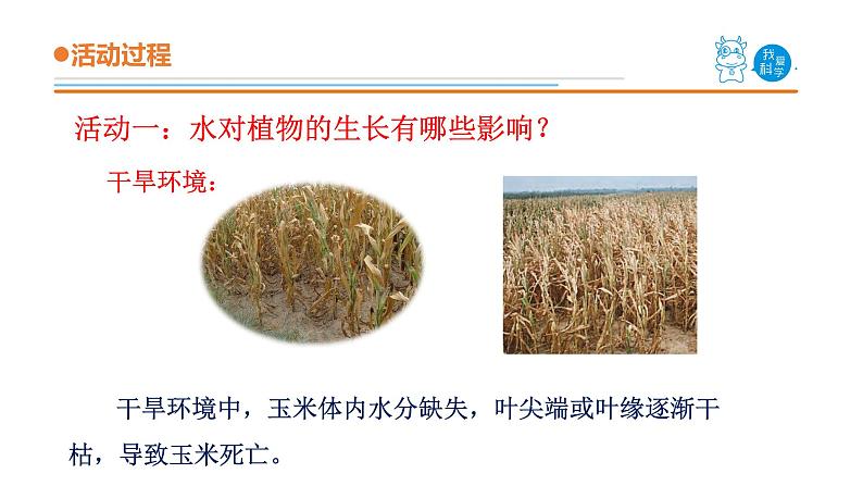 青岛版《科学》六制二年级上册11《植物和水》课件PPT03