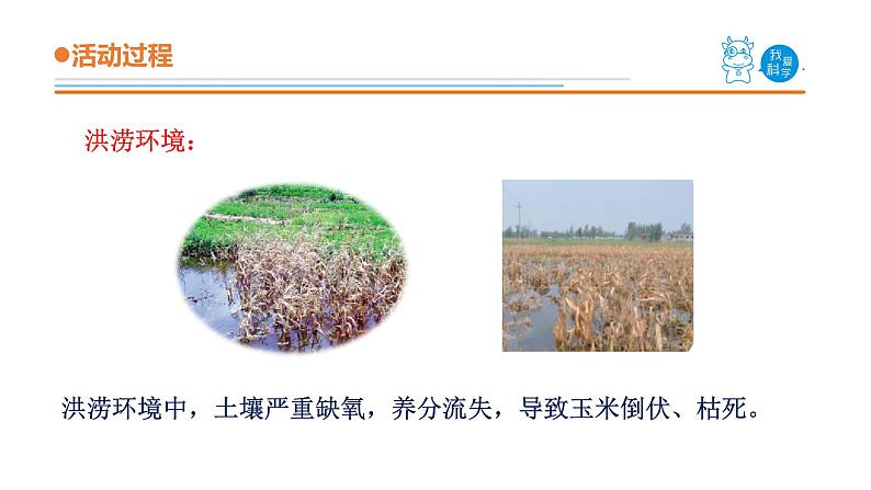 青岛版《科学》六制二年级上册11《植物和水》课件PPT04