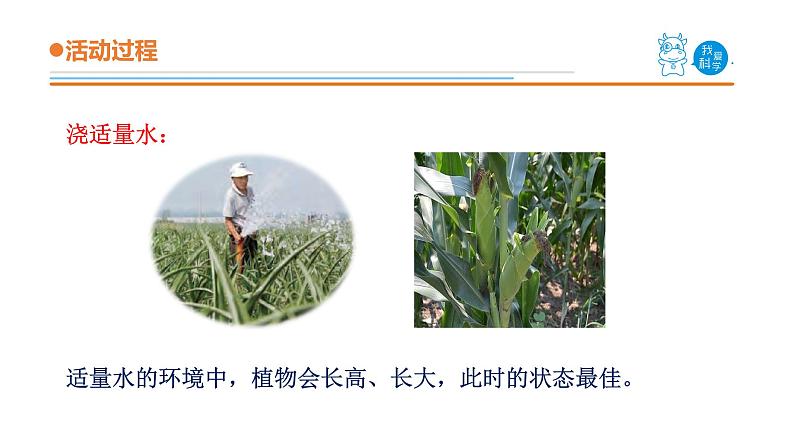 青岛版《科学》六制二年级上册11《植物和水》课件PPT05